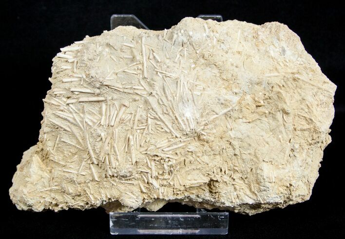 Fossil Jurassic Echinoderm (Acrosalenia) Spines - France #3170